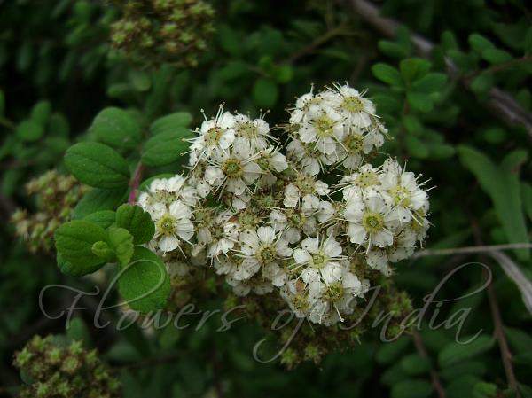 Grey Stem Spirea